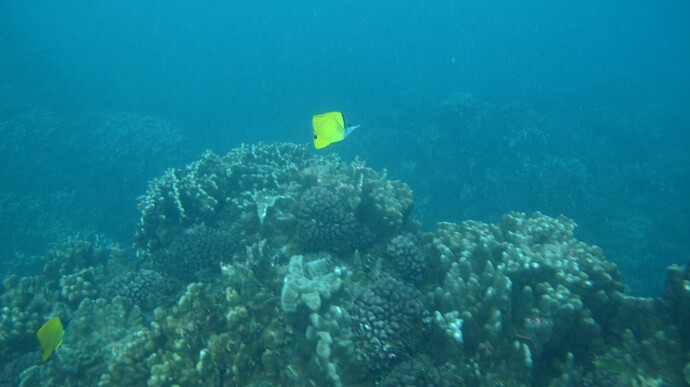 Rapa Nui Diving