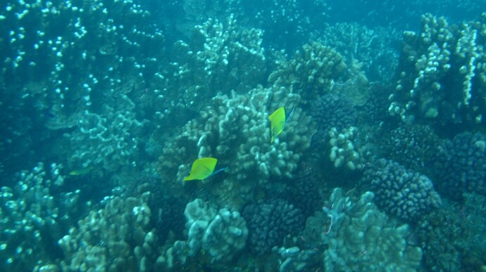 Rapa Nui Diving