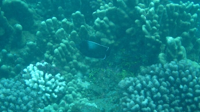 Rapa Nui Diving