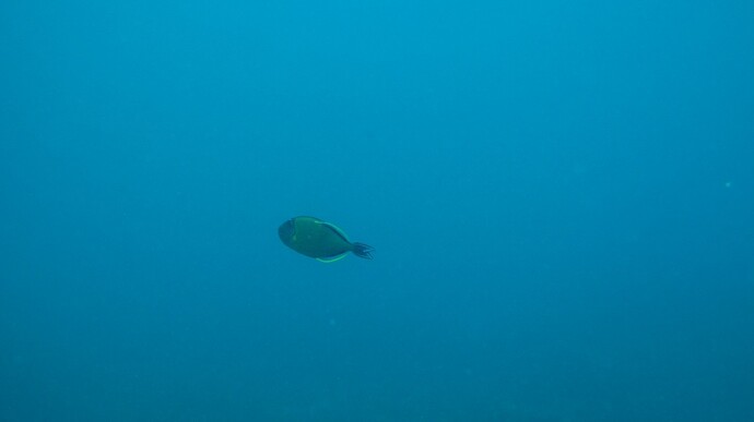 Rapa Nui Diving