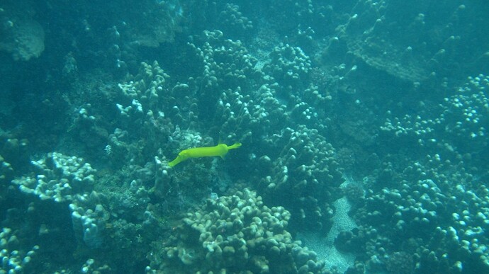 Rapa Nui Diving